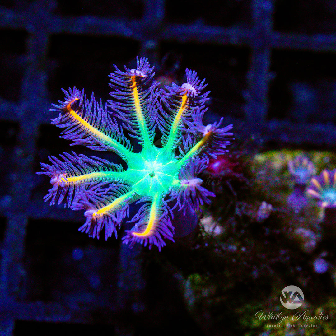 D19 - Rainbow Clove Polyps - WYSIWYG