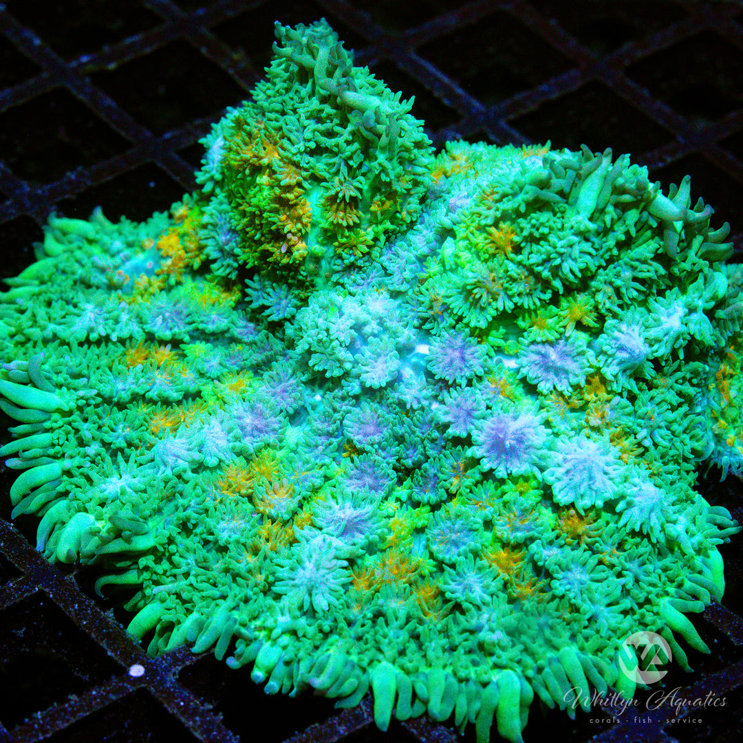 C45 - XL WA Calico Pincushion Mushroom - WYSIWYG - Whitlyn Aquatics