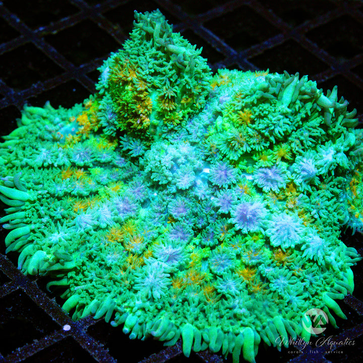 C45 - XL WA Calico Pincushion Mushroom - WYSIWYG - Whitlyn Aquatics