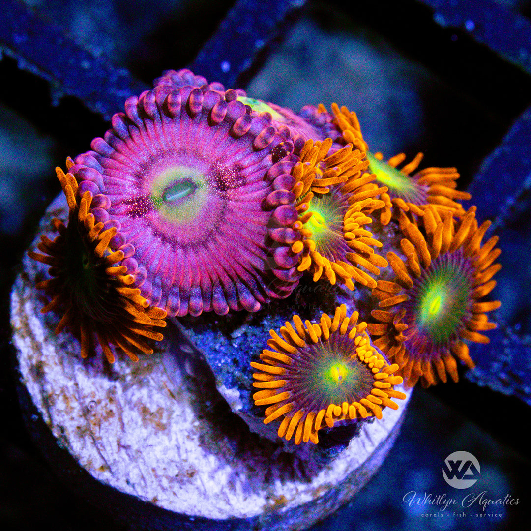 D41 - Playboy Bunny - Punk Rocker Zoa Combo - WYSIWYG