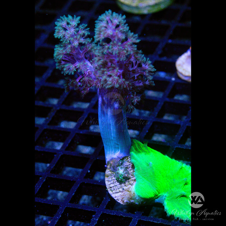 A45 - Kenya Tree - Cabbage Leather Combo - WYSIWYG