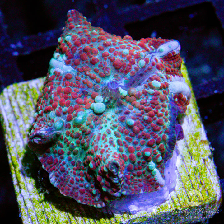 C13 - WA Trident Mushroom - WYSIWYG - Whitlyn Aquatics