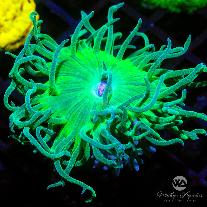 C30 - Duncan - WYSIWYG - Whitlyn Aquatics