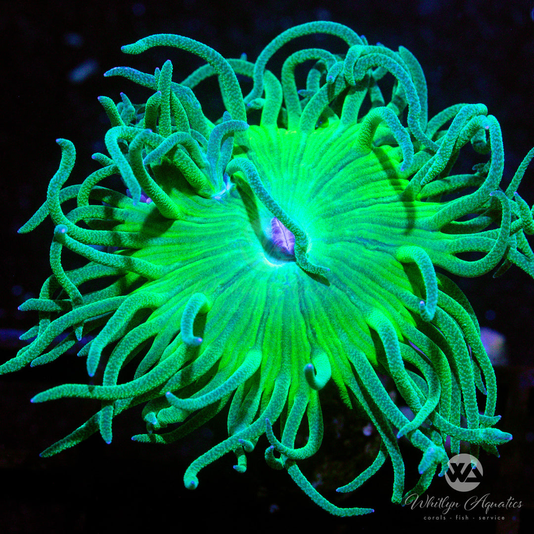 C30 - Duncan - WYSIWYG - Whitlyn Aquatics