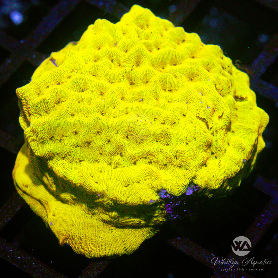 C53 - 24K Leptoseris - WYSIWYG - Whitlyn Aquatics