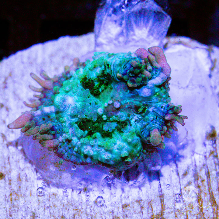 C57 - Frankenstein Bounce Mushroom (~1/2") - WYSIWYG - Whitlyn Aquatics