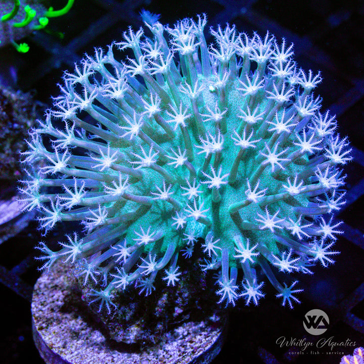 C55 - WA Snow White Toadstool - WYSIWYG - Whitlyn Aquatics