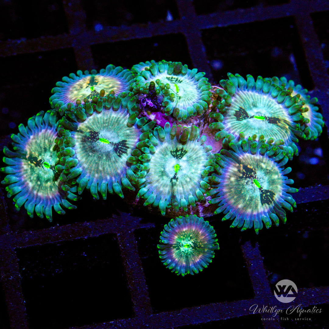 D16 - WA Slipspace Zoa - WYSIWYG
