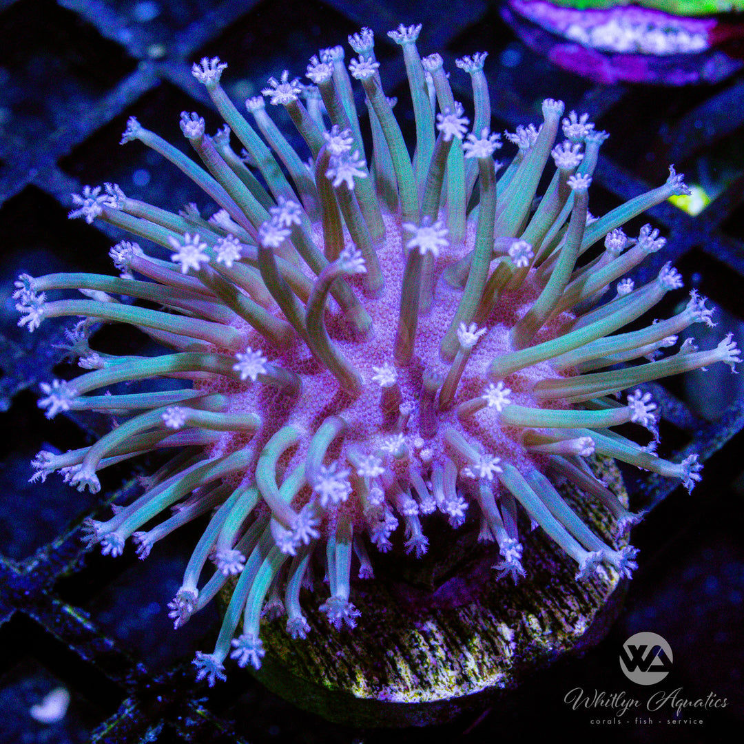 C26 - OG Weeping Willow Toadstool - WYSIWYG