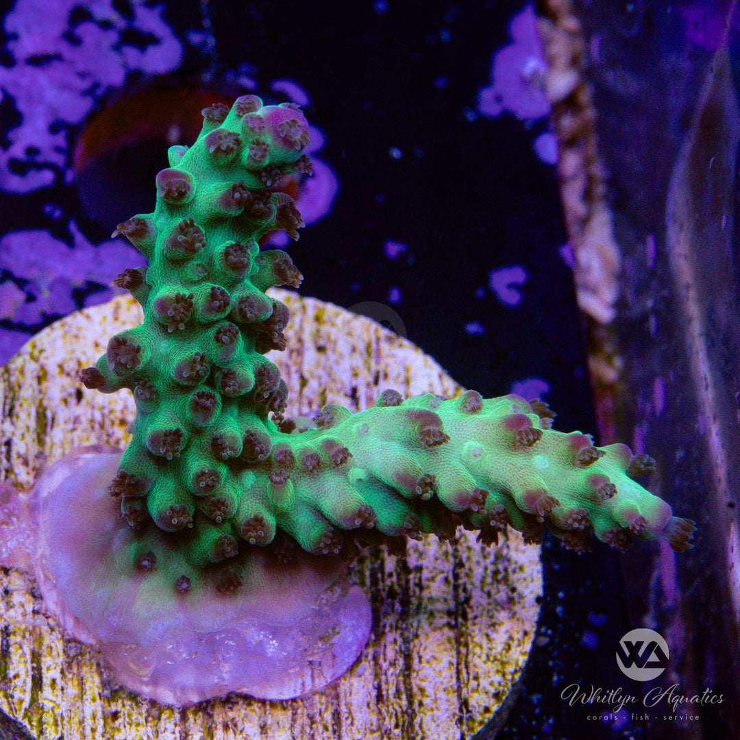 Aussie Special Acropora