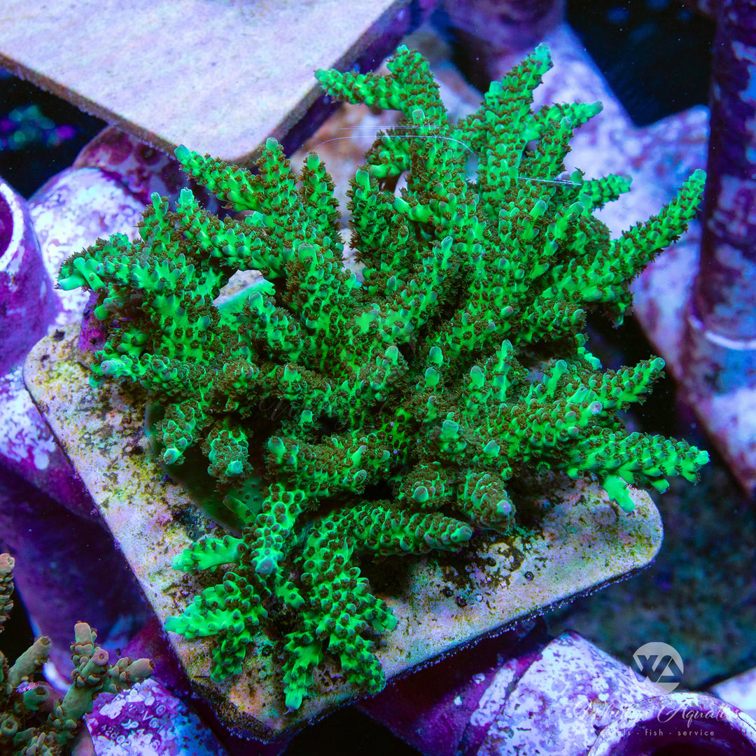 Aussie Special Acropora