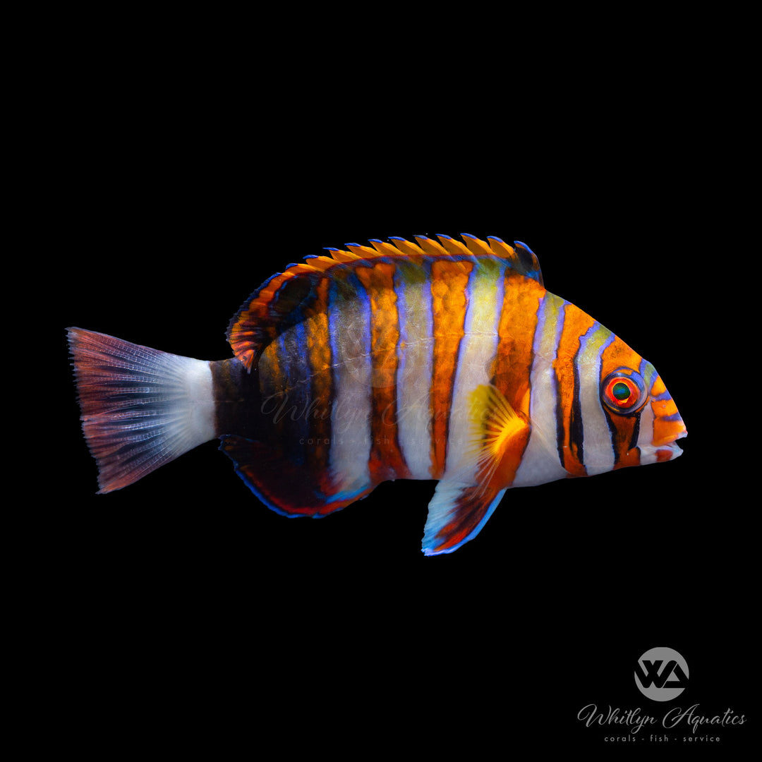 Harlequin Tusk - Choerodon fasciatus