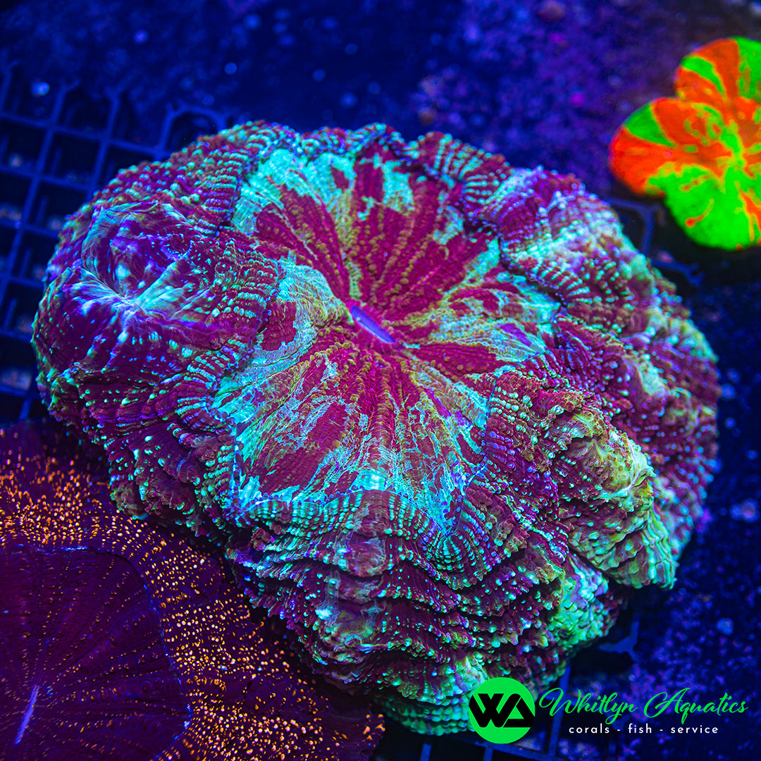 Avalanche Acanthophyllia 6" - WYSIWYG