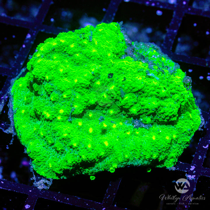 WA Kryptonite Cyphastrea - Whitlyn Aquatics