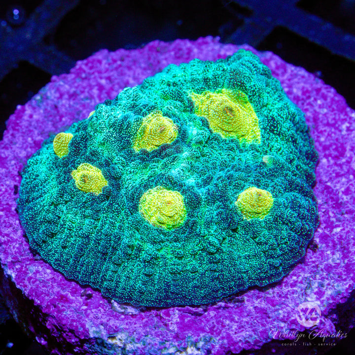 Space Invader Chalice - WYSIWYG