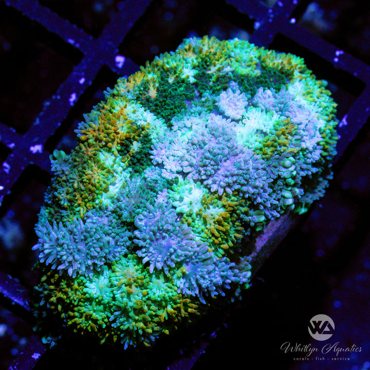 WA Calico Rhodactis Mushroom