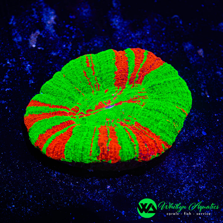 ULTRA Bleeding Apple Scolymia WYSIWYG