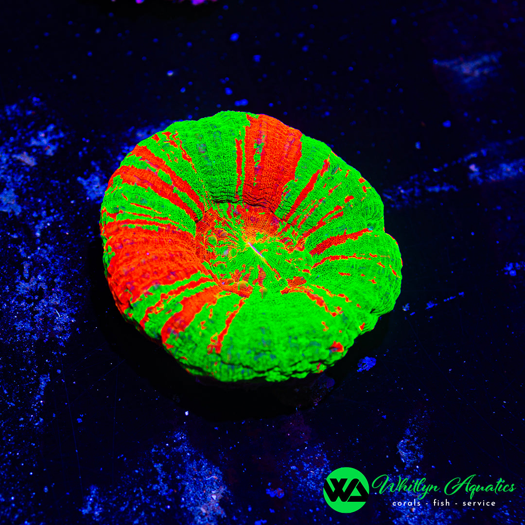 ULTRA Bleeding Apple Scolymia WYSIWYG