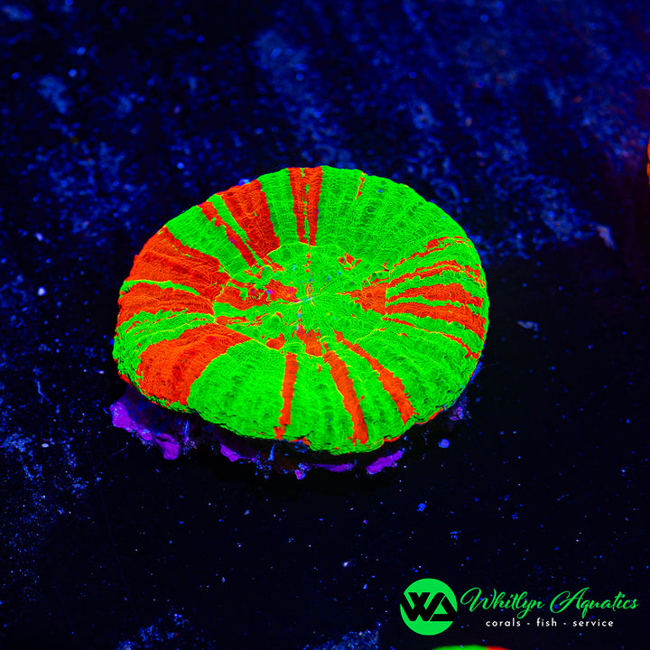ULTRA Bleeding Apple Scolymia WYSIWYG