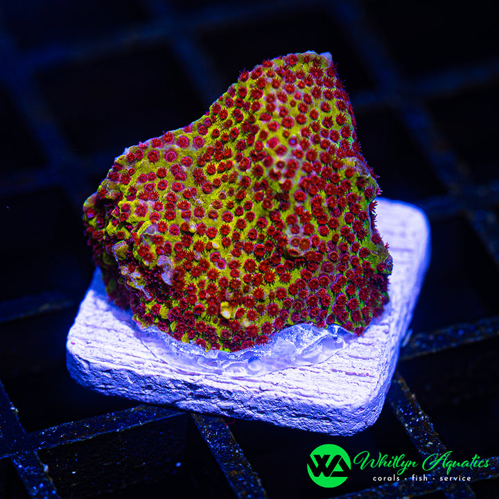 Burning Banana Stylocoeniella