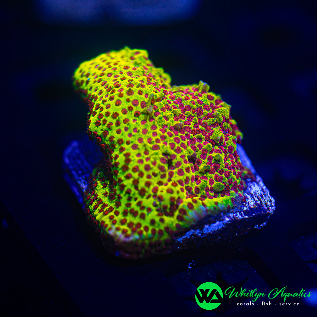 Burning Banana Stylocoeniella