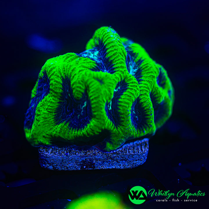 WA Beetlejuice Maze Brain Platygyra