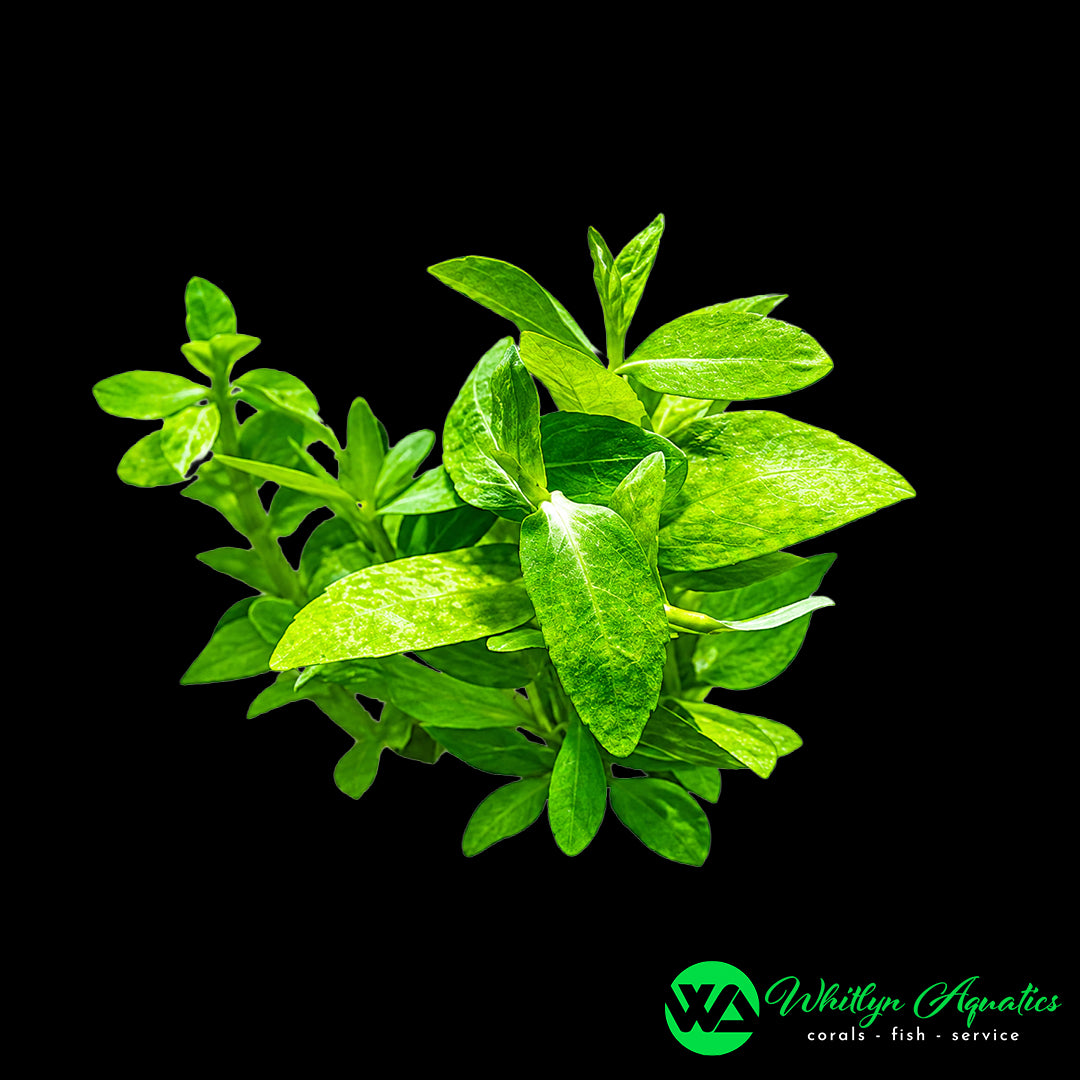 Bacopa Madagascariensis