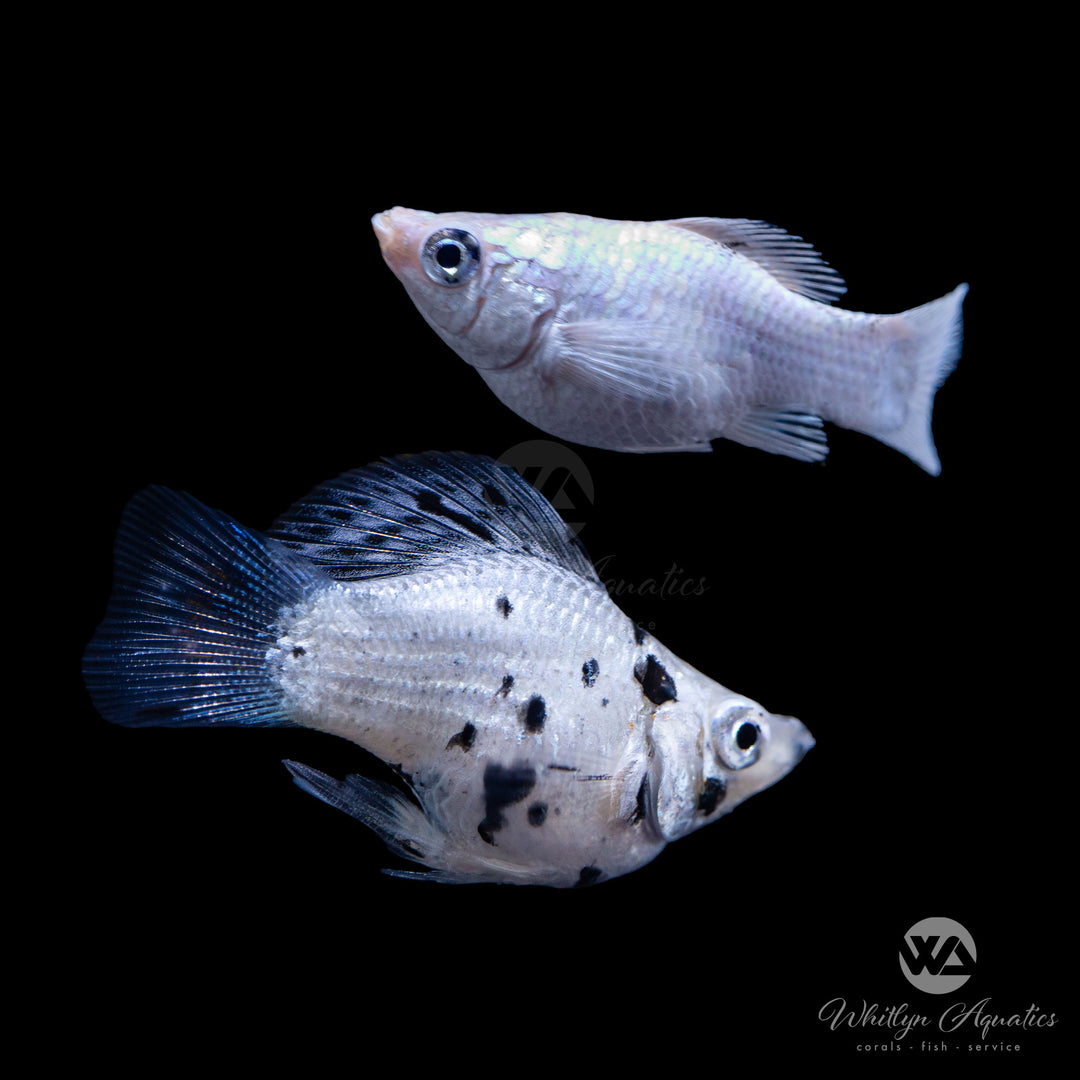 Assorted Balloon Sailfin Molly - Poecilia velifera