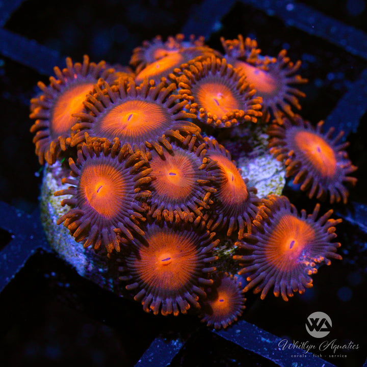 Bam Bam Zoanthid (Aquacultured)