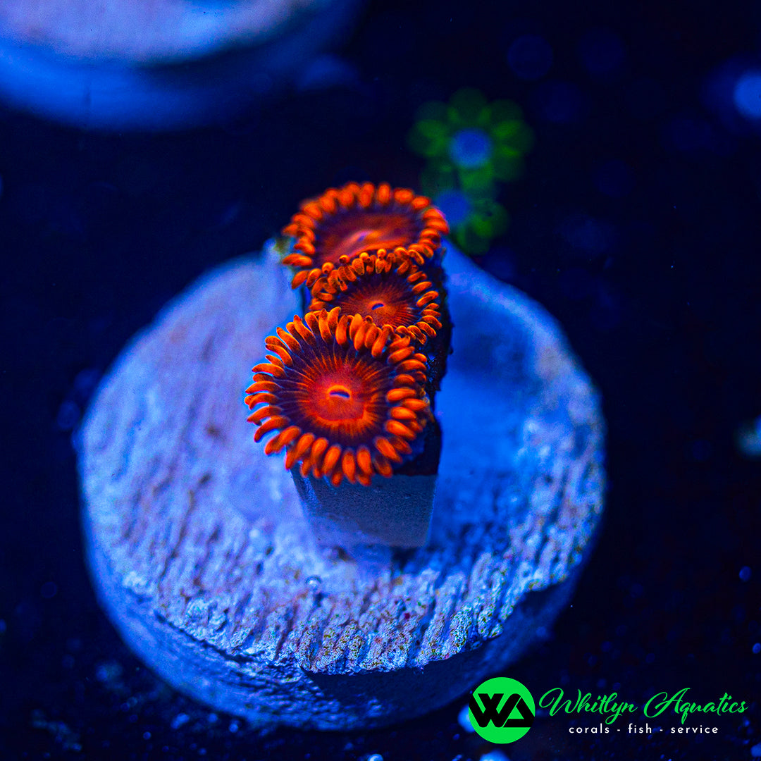 Bam Bam Zoanthid (Aquacultured)
