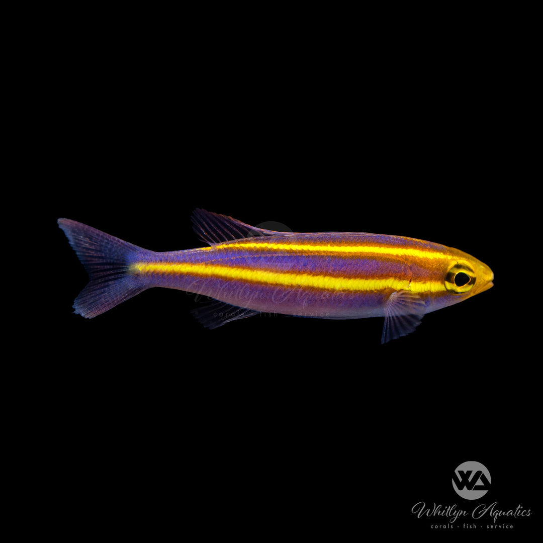 Banana Fish Saltwater