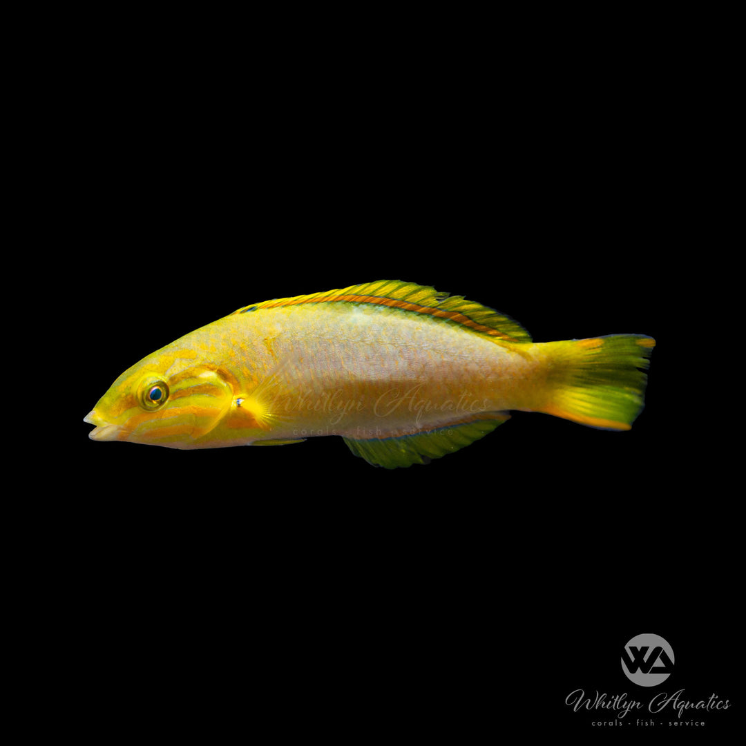 Banana Wrasse - Thalassoma lutescens