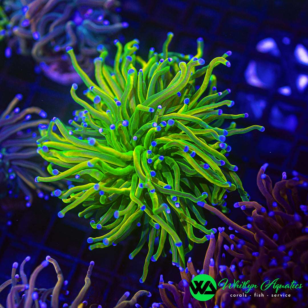 Banana Grail Torch Coral