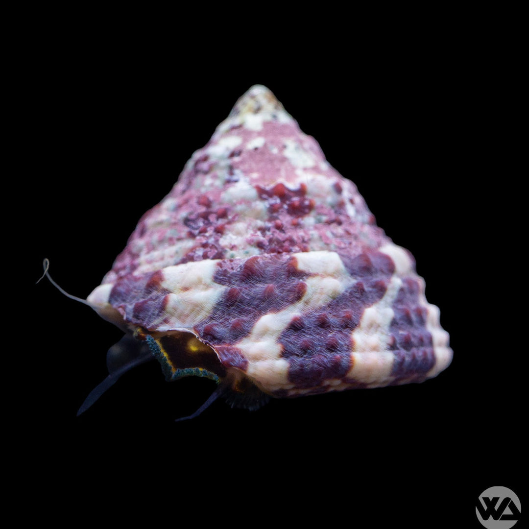 Red Striped Trochus Snail