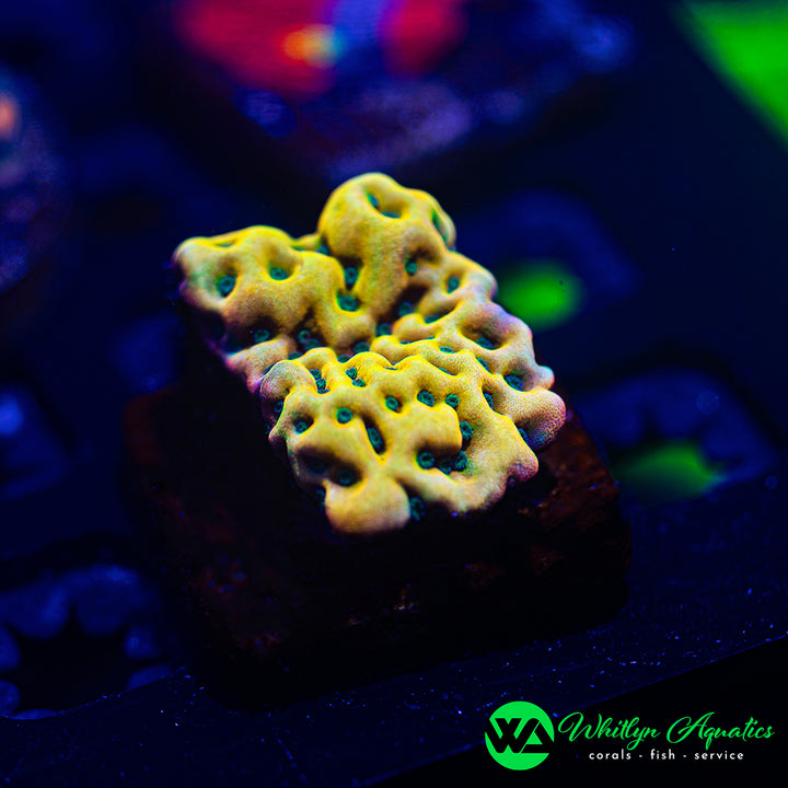 Beach Bum Montipora