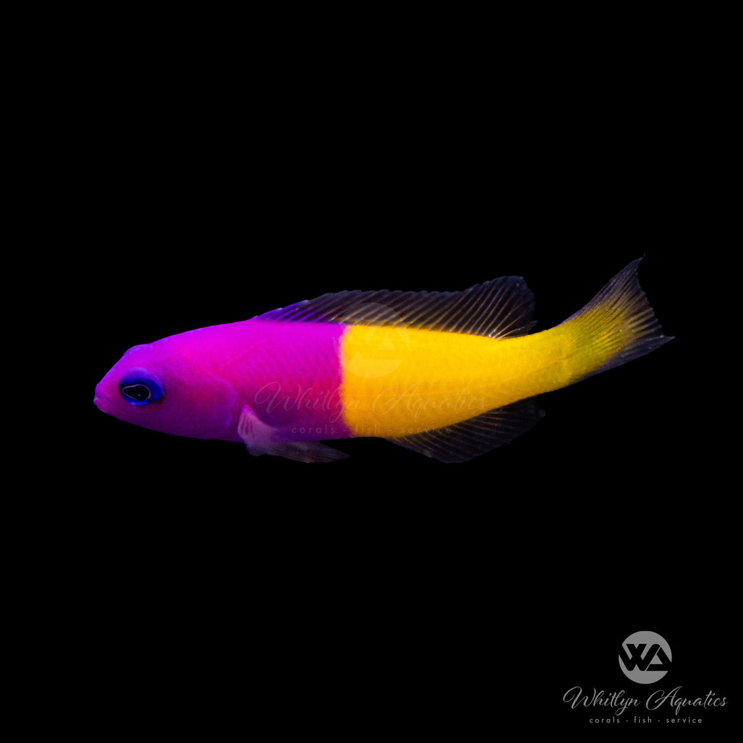 Bicolor Dottyback - Pictichromis paccagnellae
