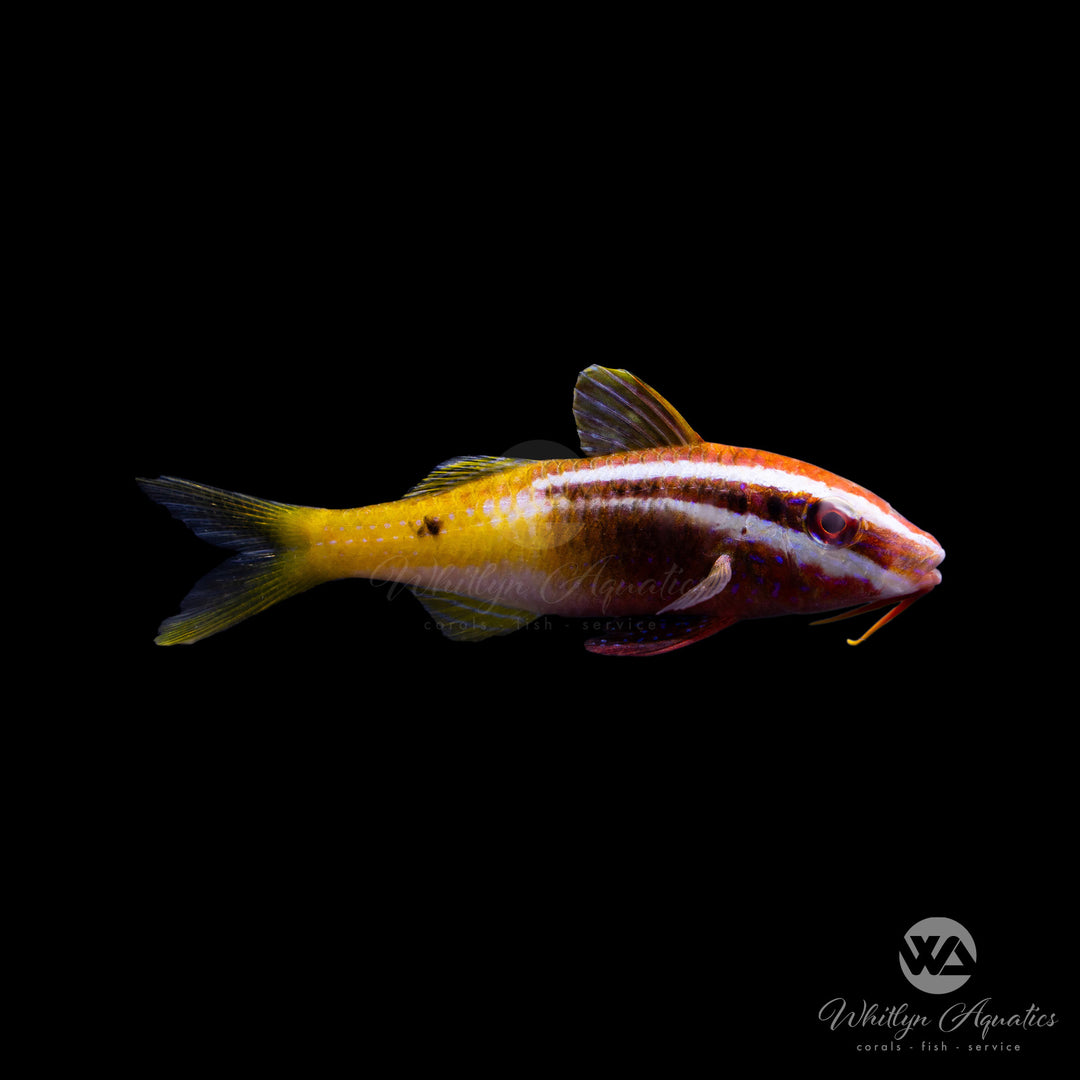 Bicolor Goatfish - Parupeneus barberinoides