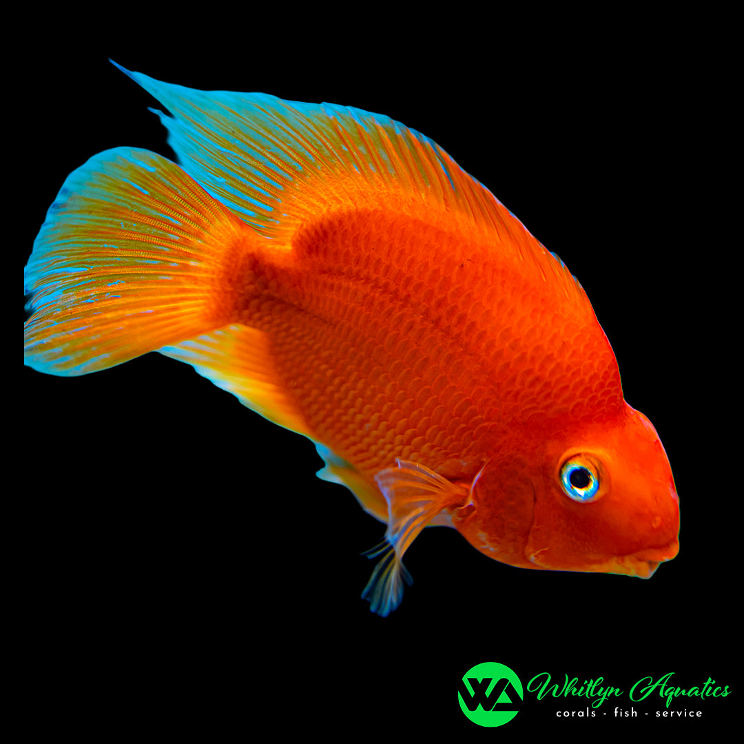 Blood Red Parrot - Amphilophus citrinellus