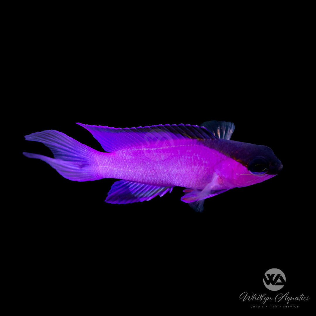 Black Cap Basslet - Gramma melacara