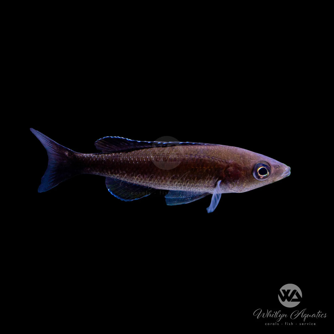 Black Finned Slender Cichlid - Cyprichromis leptosoma