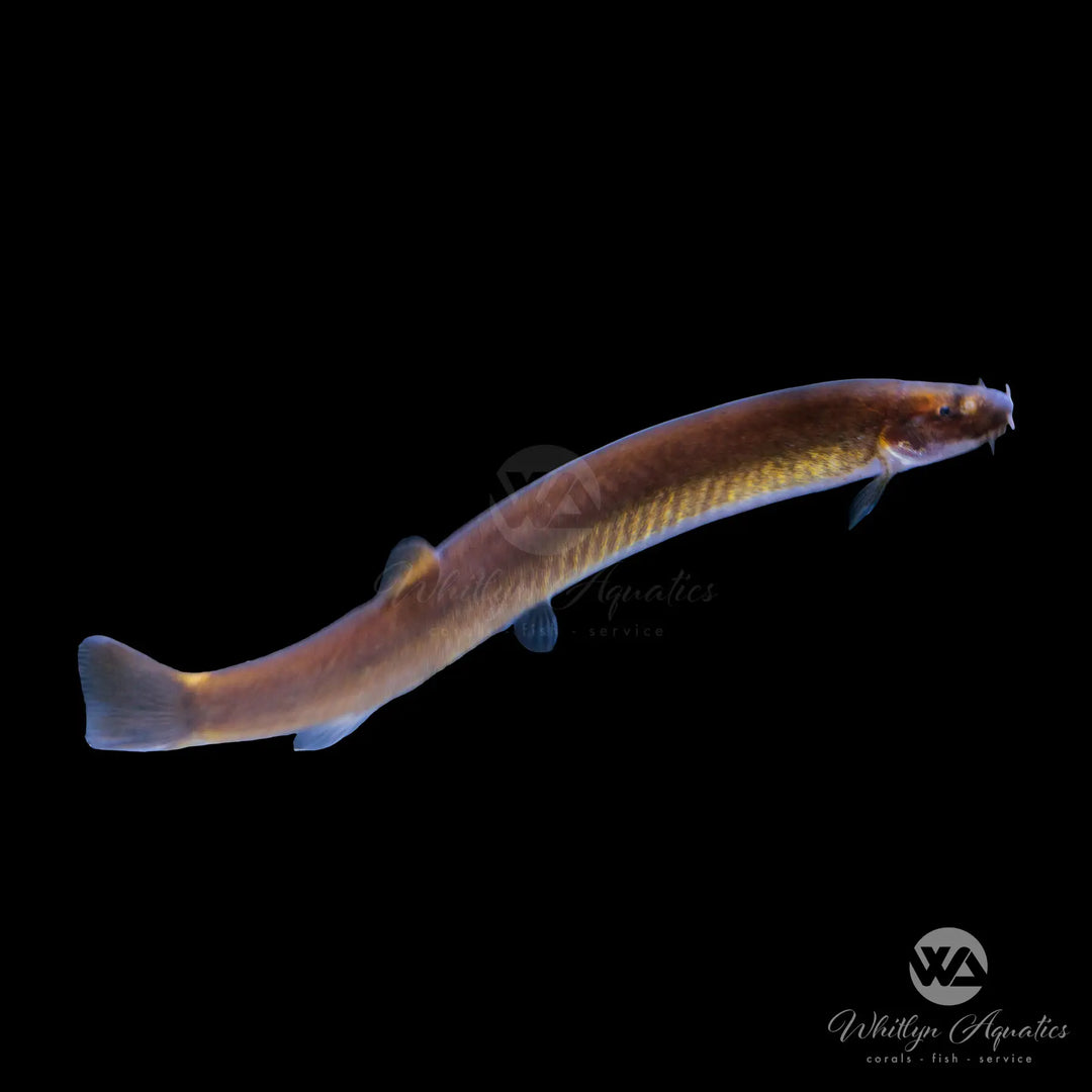 Black Kuhli Loach - Pangio myersi