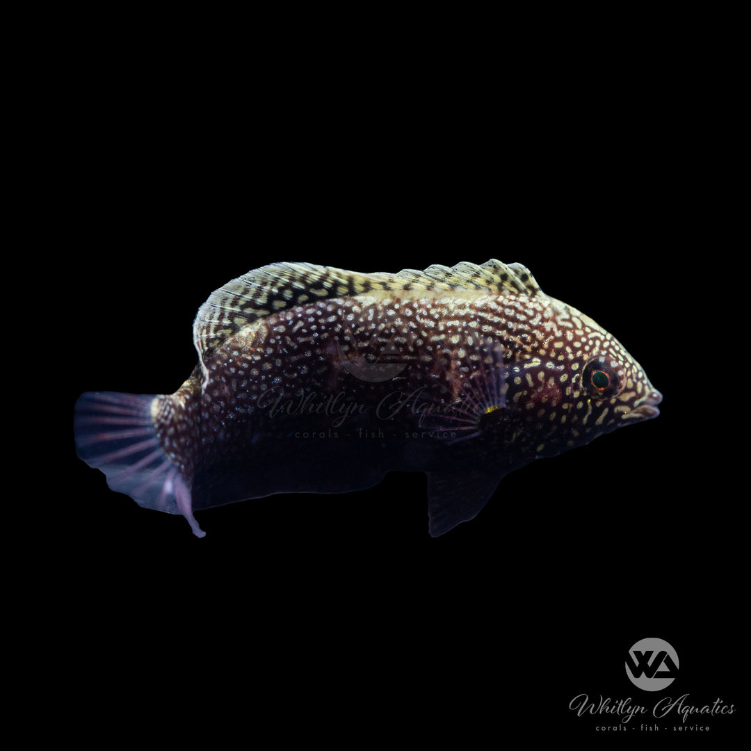 Black Leopard Wrasse - Macropharyngodon negrosensis