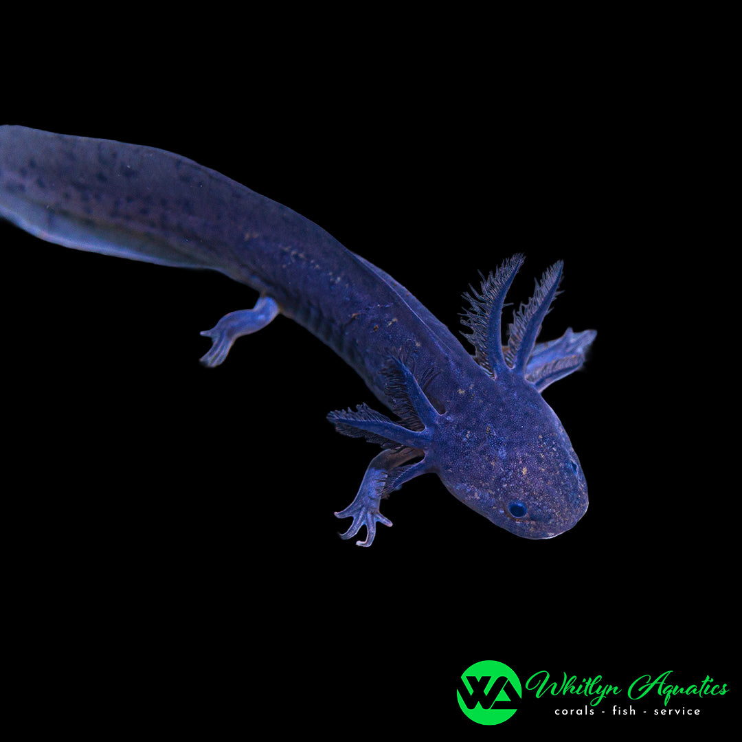 Melanoid Axolotl (Ambystoma mexicanum)
