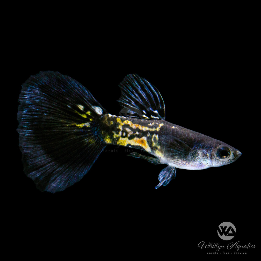 Black Metal Cobra Guppy - Poecilia reticulata - Whitlyn Aquatics