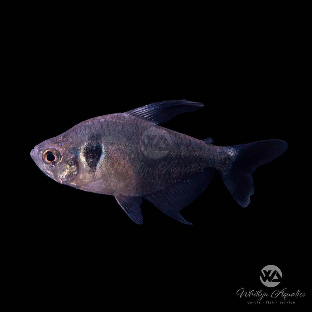 Black Phantom Tetra - Hyphessobrycon megalopterus