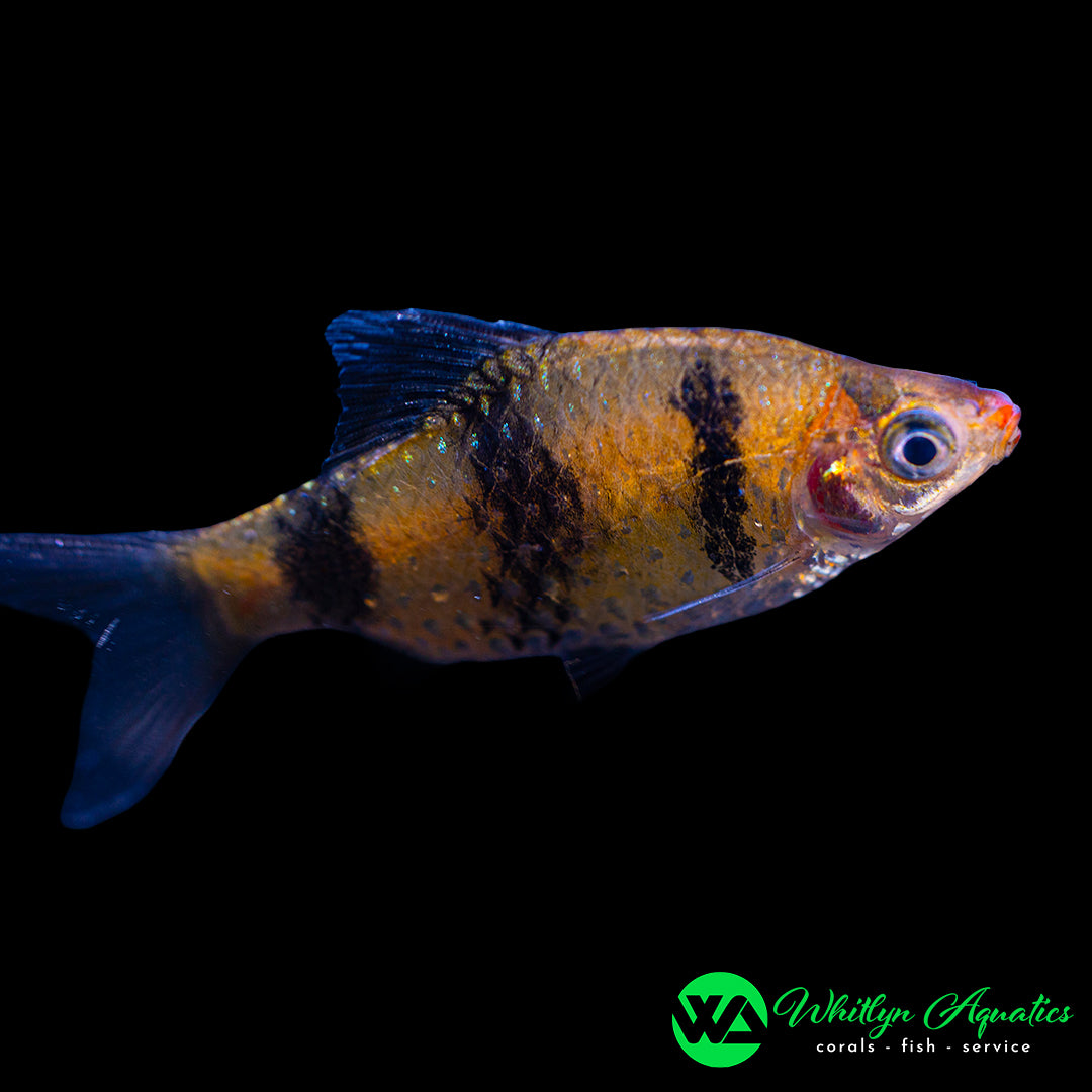 Black Ruby Barb (Juvenile) - Pethia nigrofasciata