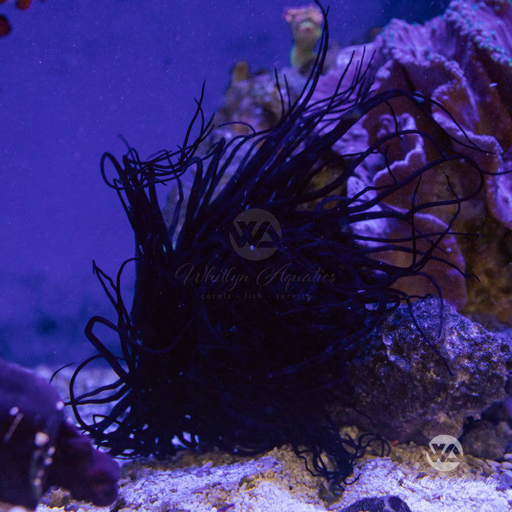 Neon Tube Anemone - Cerianthus membranaceus