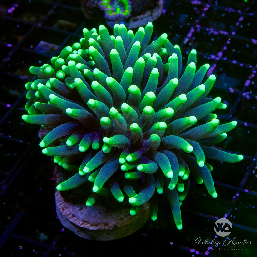 Blacklight Torch