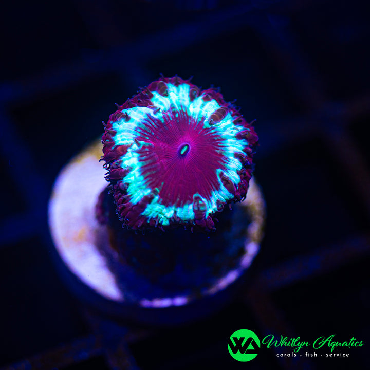 WA Bullseye Blasto