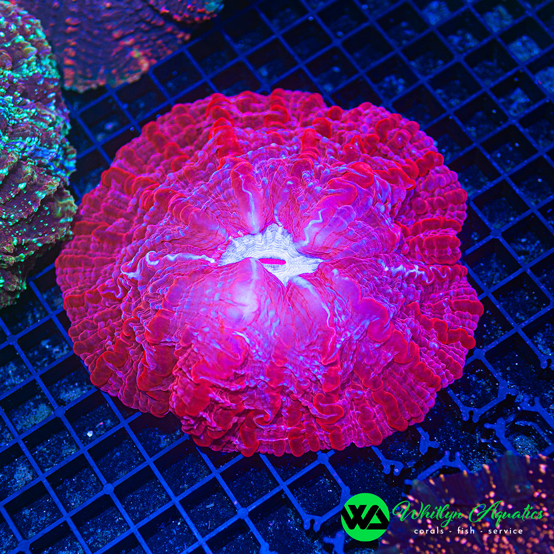 Blazing Hot Pink Cynarina 5" WYSIWYG